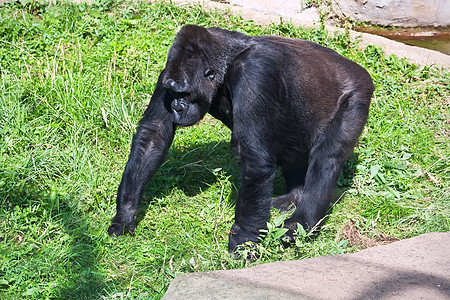 大猩猩力量灵长类黑色丛林国王荒野动物毛皮野生动物动物园图片