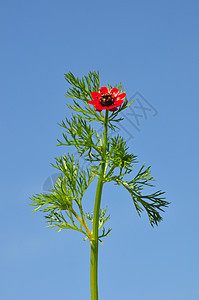 Pheasant 眼睛草本植物天空野鸡红色火焰植物群植物火烈鸟荒野图片