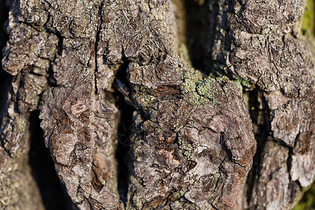 树皮纹理硬木木头环境宏观植物木材树干松树橡木材料图片