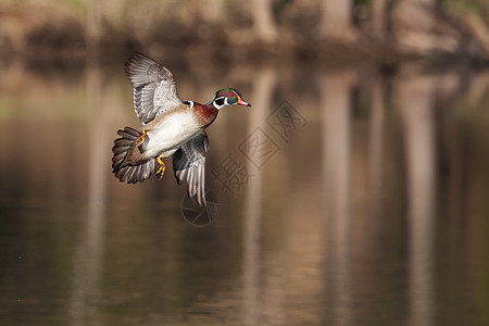 正在飞行中的雄木鸭荒野眼睛水鸟活力网络木头账单羽毛野生动物鸭子图片