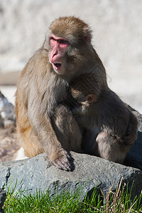 母亲和婴儿马卡克雪猴灵长类旅游旅行哺乳动物头发栖息地荒野野生动物动物温泉图片