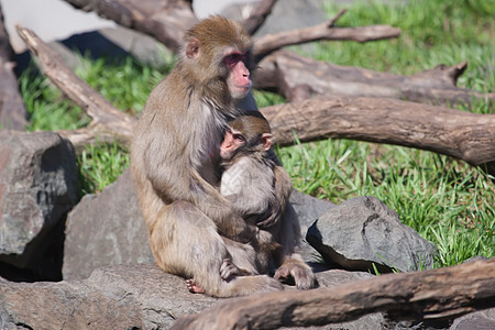 马卡克雪猴子的柔性焦点灵长类动物园公园野生动物温泉毛皮哺乳动物猕猴旅游荒野图片