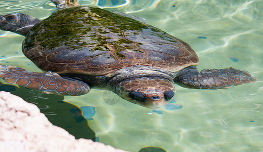 水下海龟蓝色多样性脚蹼水族馆潜水野生动物荒野热带海洋玳瑁图片