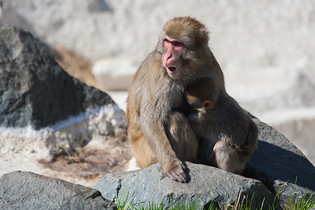 马卡克雪猴子的柔性焦点动物母亲温泉毛皮旅行野生动物头发哺乳动物动物园荒野图片