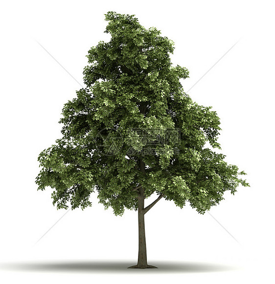单橡树白色多叶生活孤独植物绿色栎树环境叶子季节图片