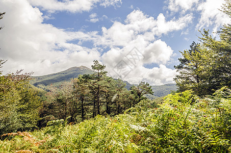 美丽的山景摄影爬坡丘陵树木森林天空阴影环境绿色蓝色图片