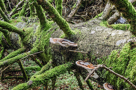木蘑菇植物环境荒野生长森林苔藓图片