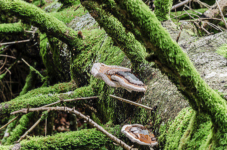 木蘑菇荒野植物森林生长苔藓环境图片
