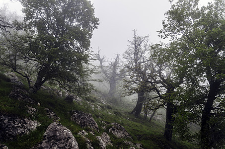 山顶有雾摄影丘陵爬坡绿色天空阴影白色土地树木环境图片
