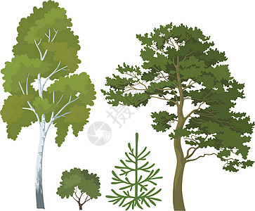 成套森林植物生态野生动物树干灌木季节生长叶子植物学环境桦木图片