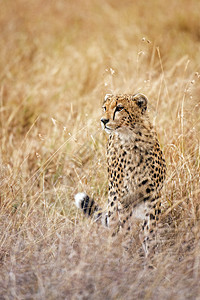 猎豹荒野野生动物眼睛大草原猫科动物环境猎人哺乳动物捕食者金子图片