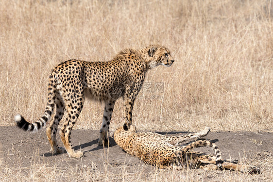 猎豹猎人猫科动物水平捕食者动物大草原哺乳动物荒野金子休息图片