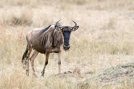 野生动物动物哺乳动物迁移羚羊动物群角马图片