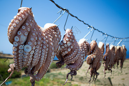 希腊传统捕鱼方式的八爪鱼(Octopus)图片