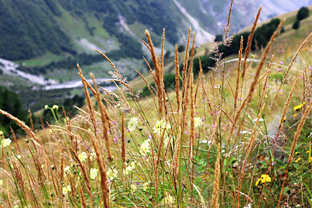 在草原上生长的黄草耳朵植物叶子场景山脉阳光草本植物草地黄色土地树叶图片