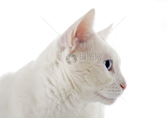白猫动物宠物眼睛工作室猫科蓝色图片