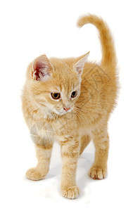小猫咪红色白色姿势橙子动物群宠物鼻子动物条纹眼睛图片