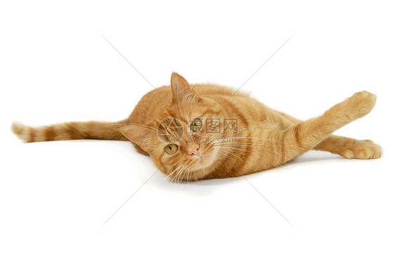 红猫动物条纹白色橙子头发乐趣冒充猫科红色动物群图片