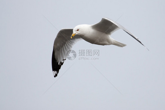 正在飞行的海鸥翼展天空蓝色动物野生动物翅膀航班自由太阳海鸟图片
