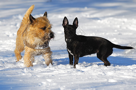 雪中两只狗钳子黑色朋友伴侣短毛犬类友谊白色宠物猎犬图片