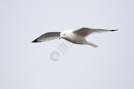 正在飞行的海鸥野生动物蓝色海洋辉光翅膀自由翼展天空晴天动物图片