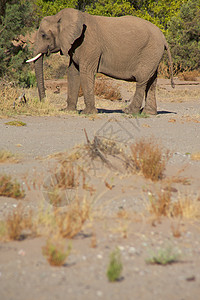 斯凯顿海岸沙漠的大象荒野团体黄色草食性动物小路哺乳动物家族科兰沙漠图片