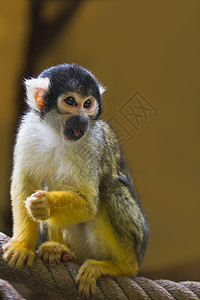 松鼠或猴人猿黄色哺乳动物绳索猴子热带俘虏白色颅骨图片