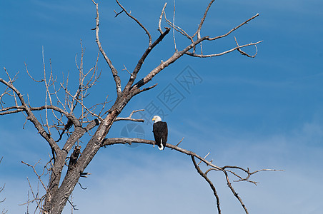 鹰蓝色捕食者动物自豪野生动物羽毛天空白头鹰翅膀荒野图片
