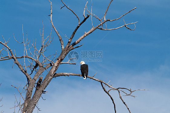 鹰蓝色捕食者动物自豪野生动物羽毛天空白头鹰翅膀荒野图片