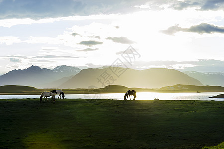 冰岛骑马对抗夏夜风景国家日落哺乳动物乡村绿色土地场地生活野生动物观光图片