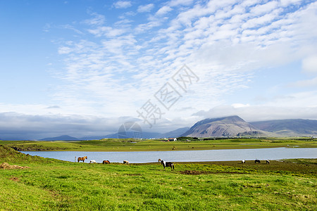 美丽的湖在山地背景之下 冰岛 夏天好草地花朵太阳场景农村天气乡村岩石爬坡旅行图片