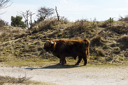 荷兰荷兰苏伊德头发自然保护区冬衣奶牛外套农村荒野场地银行哺乳动物图片