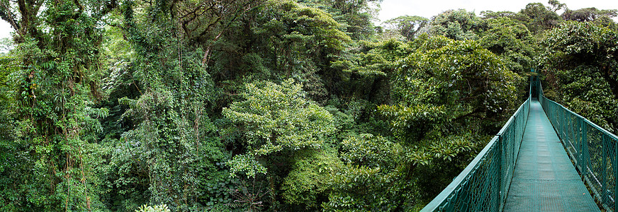 哥斯达黎加云林 森林化石植物水平树叶旅行绿色国际探险蕨类环境图片