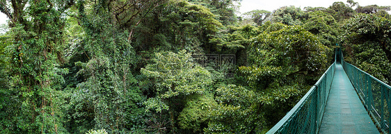 哥斯达黎加云林 森林化石植物水平树叶旅行绿色国际探险蕨类环境图片
