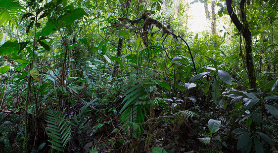 哥斯达黎加云林 森林热带国际燃料水平保护区树叶环境场景绿色生物图片