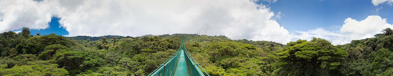 哥斯达黎加云林 森林场景植物水平金属化石热带雨林探险蕨类绿色燃料图片