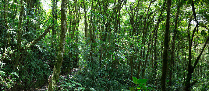 哥斯达黎加云林 森林植物热带野生动物环境旅行场景生物蕨类探险热带雨林图片