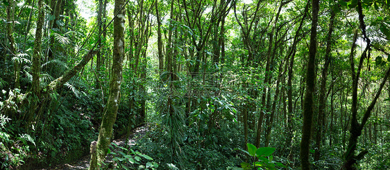 哥斯达黎加云林 森林植物热带野生动物环境旅行场景生物蕨类探险热带雨林图片