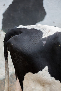 奶牛警觉家畜哺乳动物奶牛场农场隐藏乳牛家养牛农业草地图片