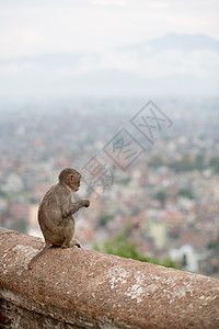 尼泊尔寺的猴子森林哺乳动物野生动物荒野城市动物猕猴动物园毛皮山谷图片