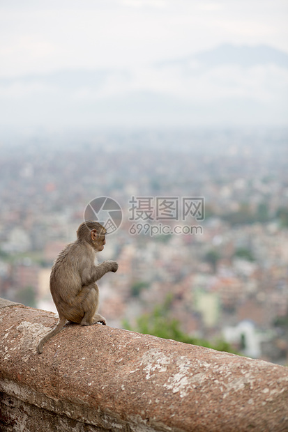 尼泊尔寺的猴子森林哺乳动物野生动物荒野城市动物猕猴动物园毛皮山谷图片