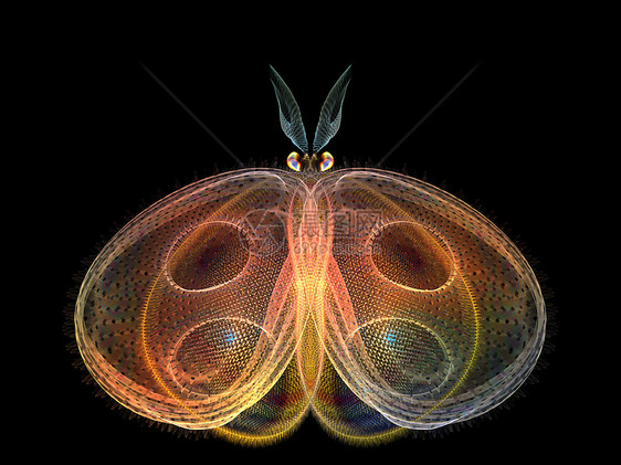 象形蝴蝶插图想像力翅膀触角科学动物昆虫学几何装饰品设计图片