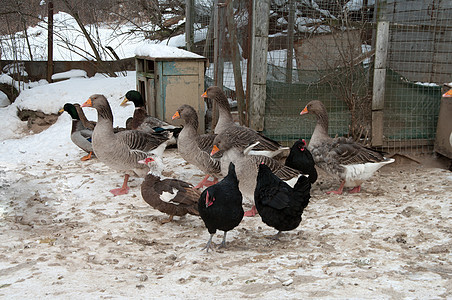禽类栅栏家畜鸭子农场动物群国家家禽母鸡翅膀谷仓图片