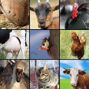 收集不同农用动物的数量图片
