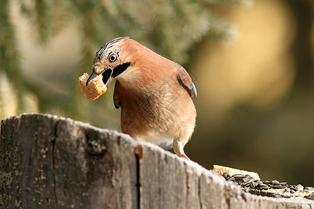 以食面包为食的欧亚鸟图片