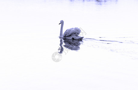孤单的天鹅蓝色动物荒野脖子鸟类日落池塘游泳太阳羽毛图片