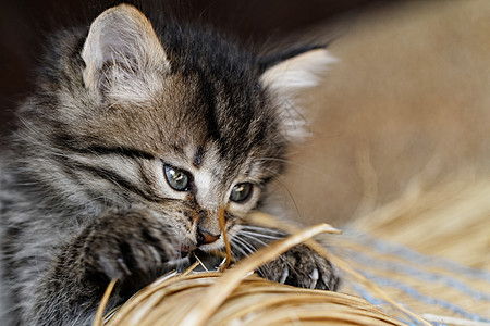 塔比小猫眼睛毛皮动物头发婴儿猫咪猫科捕食者荒野虎斑图片