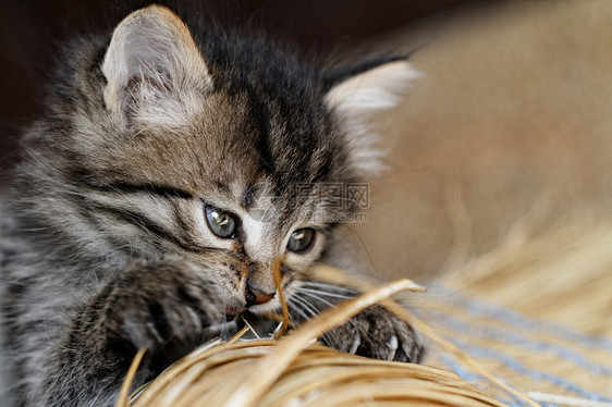 塔比小猫眼睛毛皮动物头发婴儿猫咪猫科捕食者荒野虎斑图片