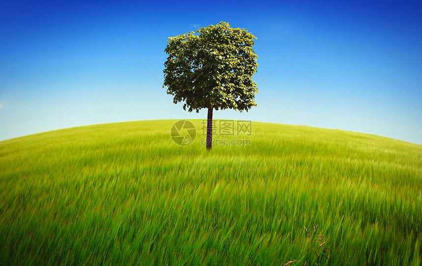 孤树地平线土地绿色植物蓝色草地季节绿色风景孤独阳光图片