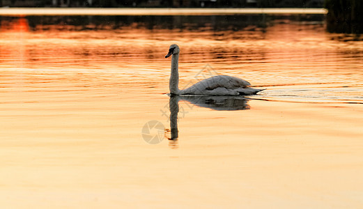 孤单的天鹅白色动物鸟类日落黄色脖子野生动物羽毛棕褐色池塘图片